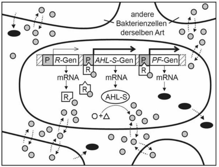 Schema einer Bakterienzelle mit Genen und Signalübertragung zwischen Zellen